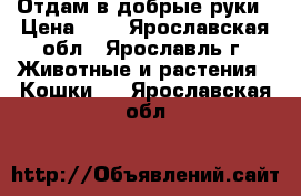 Отдам в добрые руки › Цена ­ 1 - Ярославская обл., Ярославль г. Животные и растения » Кошки   . Ярославская обл.